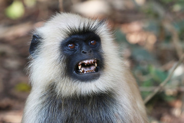 Obraz premium The Langur