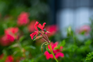 Rote Blüten