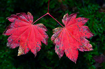 A pair of red autumn leaves