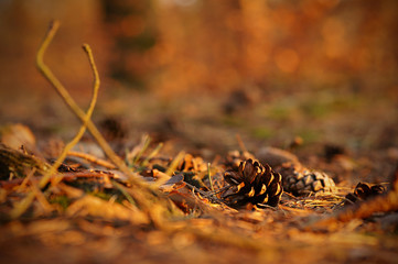 Im Wald