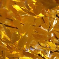 fall foliage close up