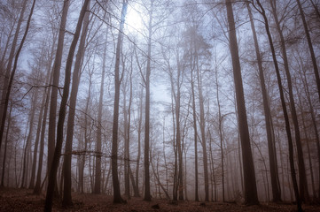 Sonnenstrahlen im Nebel