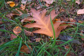 Blatt im Herbst 