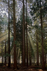 Fototapeta premium Sonnenstrahlen im Nebel