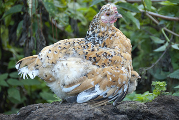 Hen with her chicks, protecting herself under her mother's feathers