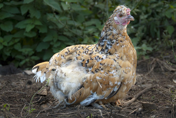 Hen with her chicks, protecting herself under her mother's feathers