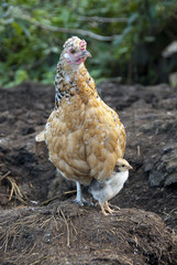 Hen with her chicks, protecting herself under her mother's feathers