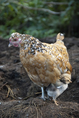 Hen with her chicks, protecting herself under her mother's feathers