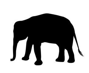 Elephant silhouette isolated on white background vector