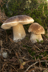 Mushroom, boletus edulis, in pine forest