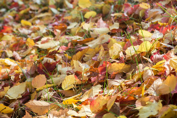 fallen multicolored autumn leaves