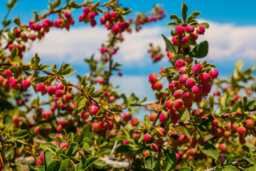 Red wild berries