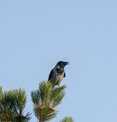 crow on a tree