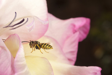 Obraz premium wasp flying looking for food, Vespula vulgaris