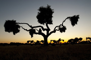 tree at sunset, holm oak, Quercus ilex, Spain
