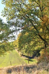 Naklejka premium An image of a tree