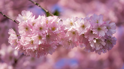 Kirschblüte