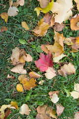 autumn leaves on grass