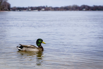 Duck in the water
