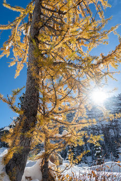 Tall yellow Larch tree backlit by sun in winter 
