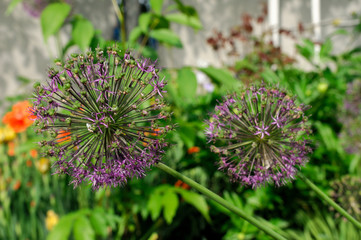 flower in the garden