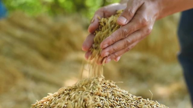 Hand carries Paddy. Female with Handfull of Rice at the Field.