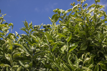 Lemon tree foliage and fruits.