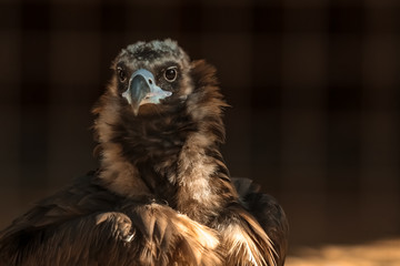 eagle