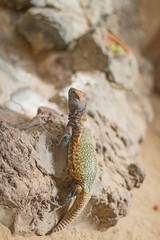 Large green lizard.