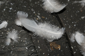 Light colored bird feathers lie on the floor for background design