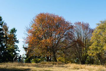 Goldener Herbst am Altkönig im Taunus mit Bikern