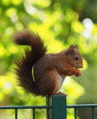 Eichhörnchen © Jademacro