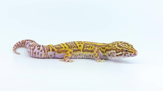 Full body profile shot of a leopard gecko on white background as it sits still and then walks away off screen