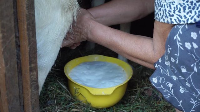 Milking goats in the barn, mature woman collect milk into yellow full bowl, goats in the household small farm and healthy and natural diet in village