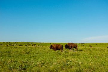 Buffalo