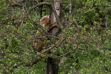 Wildpark Poing