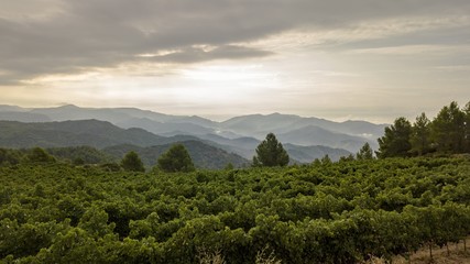 Priorat winefields zone 39 © Pau