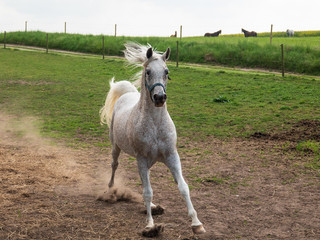 Arab horse on the move