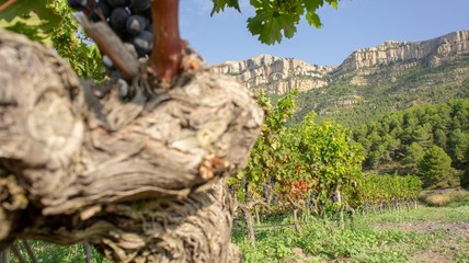 Priorat winefields zone 21