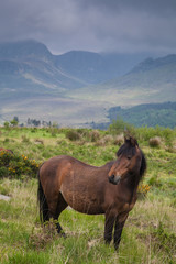 Fototapeta na wymiar Bourne Mountains Pony