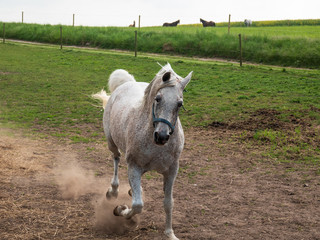 Arab horse on the move