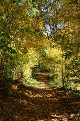 Herbstlicher Baumtunnel im Wald