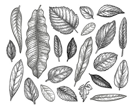 Leaves set ink sketch.