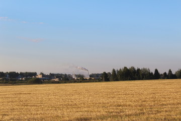 landscape with wheat field and blue sky
