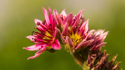 Flower in summer
