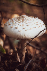 Schwammerlzeit, Pilzzeit, Mushroms, Pilz im Wald
