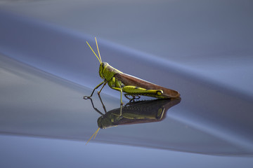 Schistocerca Americana
