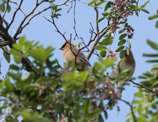 Cedar Waxwing in tree