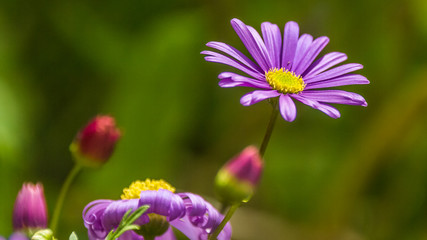 Obraz premium Flower in summer