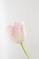 rosa Tulpe, neutraler Hintergrund / pink tulip, neutral background